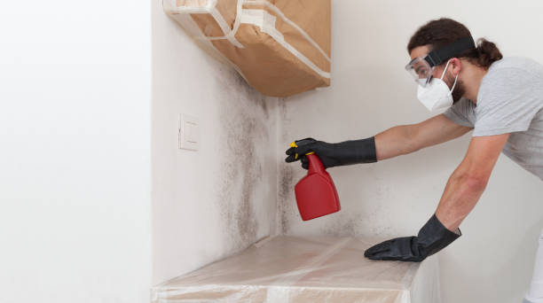 Professional Mold Remediation technician working in Stoughton, MA